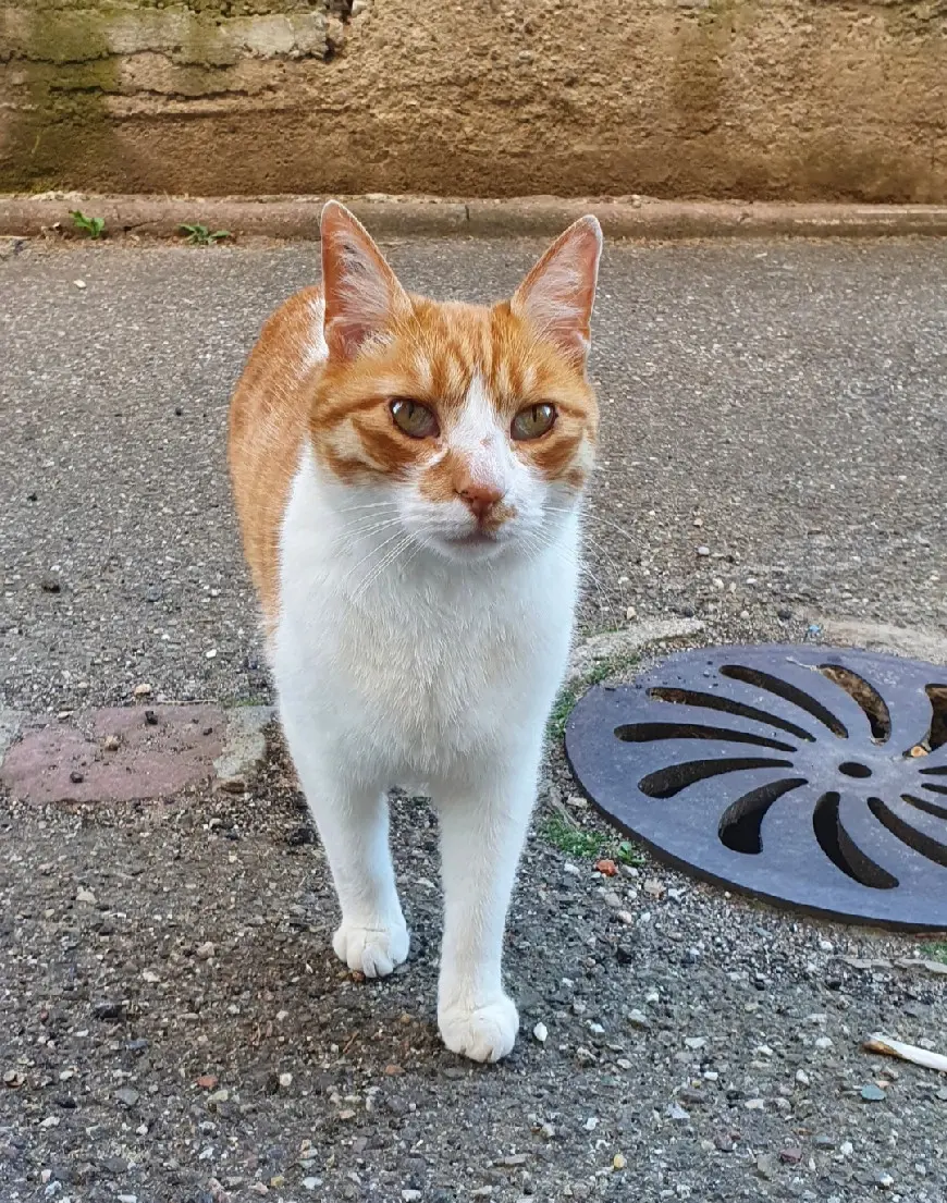 Chat Perdu 68 Haut-Rhin - Rouki