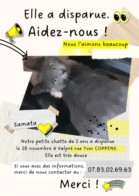 chat lost   69220 Belleville-en-Beaujolais SAMATA