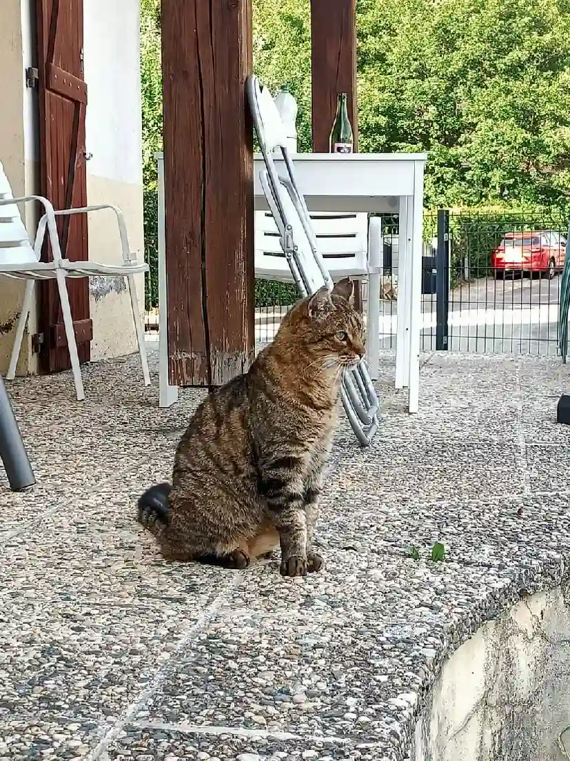 Chat Perdu 70 Haute-Saône - Gribouille