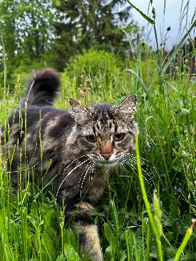 Chat Perdu 74 Haute-Savoie - Simba