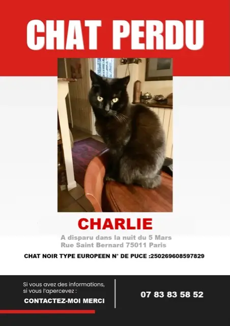 cat lost    Paris charlie