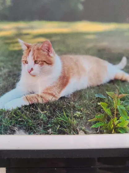 Chat Perdu 76 Seine-Maritime - Caramel