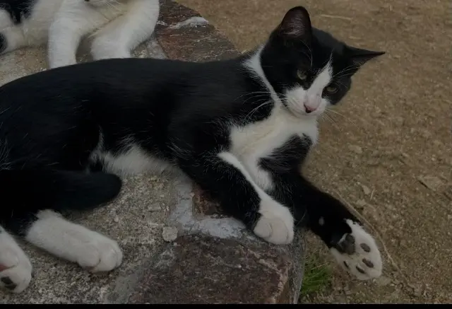 cat lost   76230 Isneauville Naxos