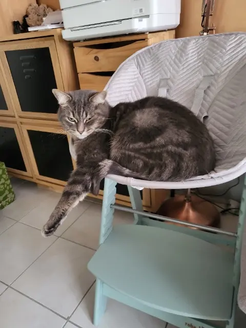 cat lost   76490 Rives-en-Seine Rio