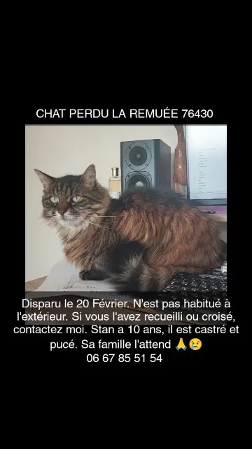 cat lost   76430 La Remuée Stan