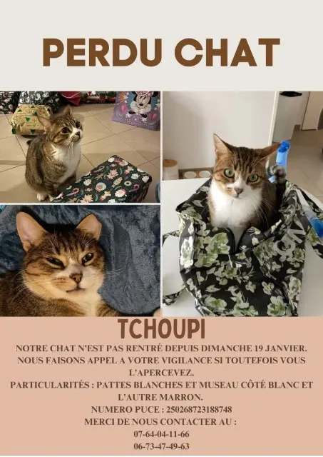 chat lost   76770 Malaunay Tchoupi