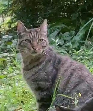 Chat Perdu 76 Seine-Maritime - Tigger-(guizmo-sur-sa-puce-électronique)