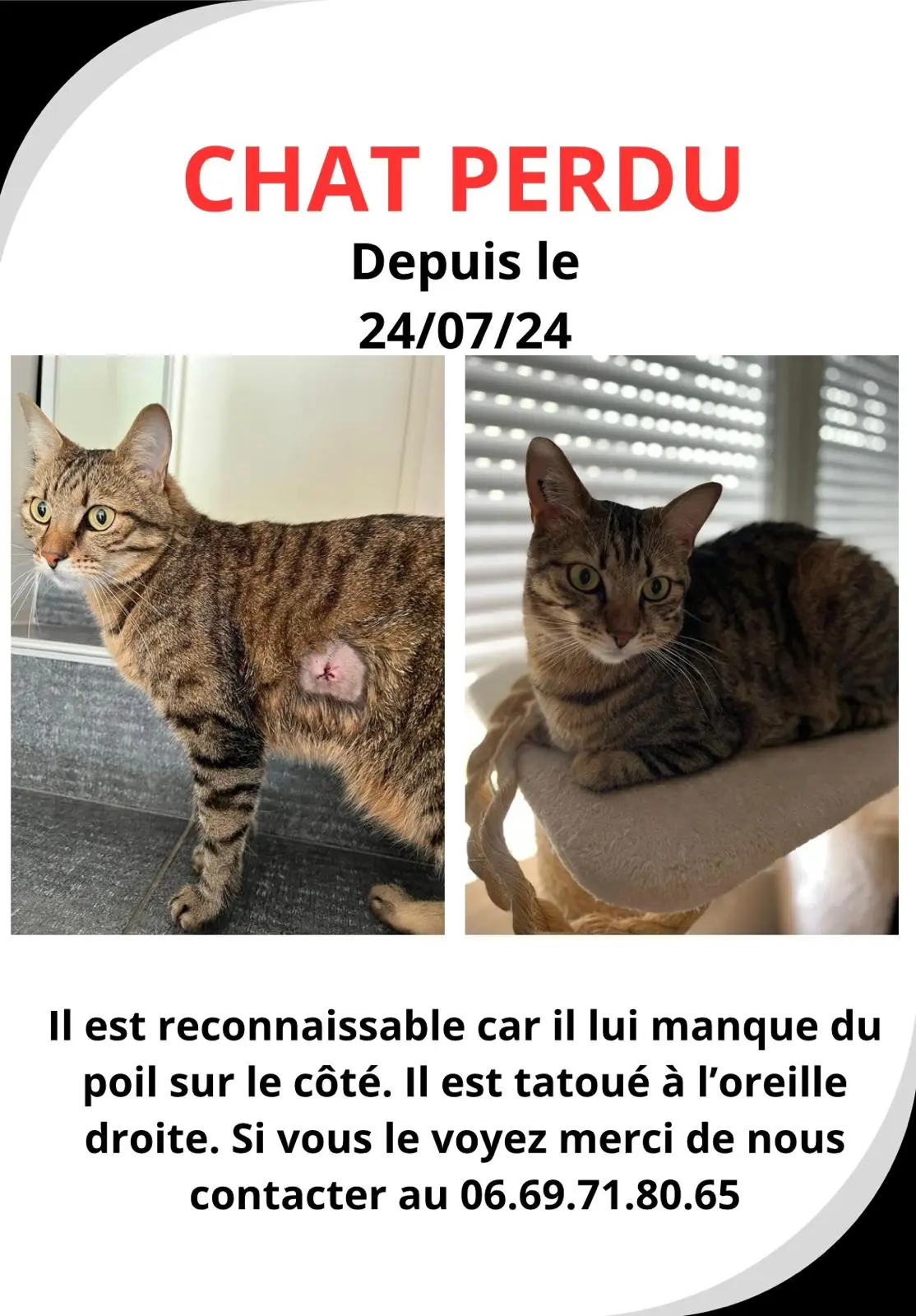 Chat Perdu 77 Seine-et-Marne - Milo