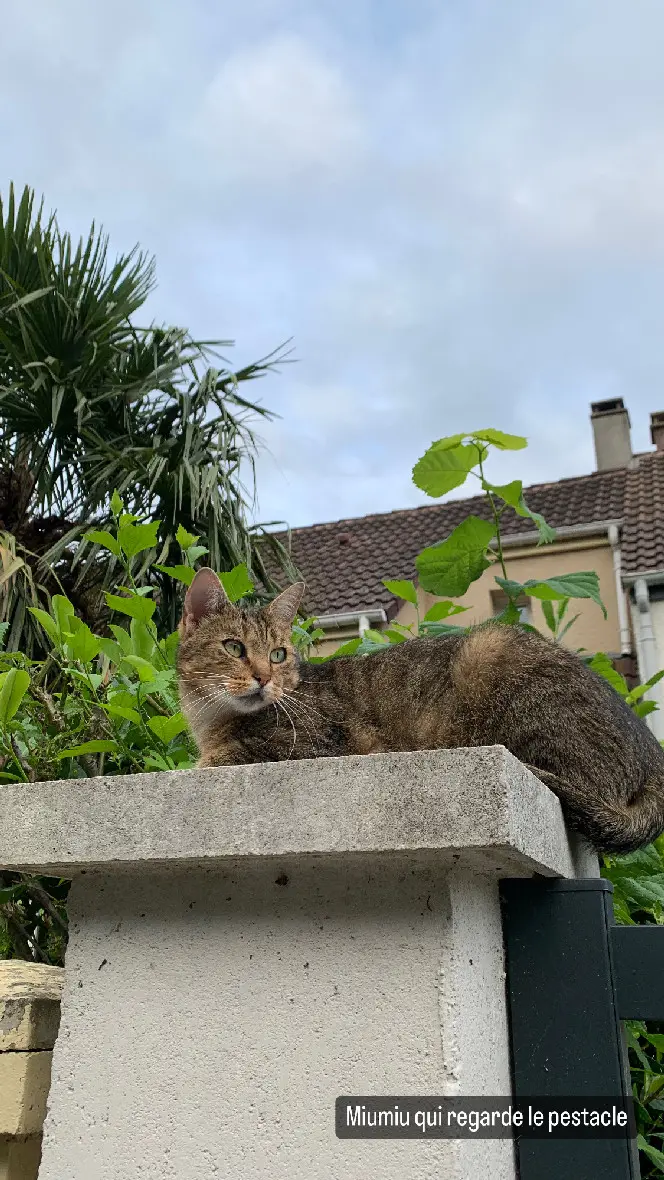 Chat Perdu 77 Seine-et-Marne - Miu-miu