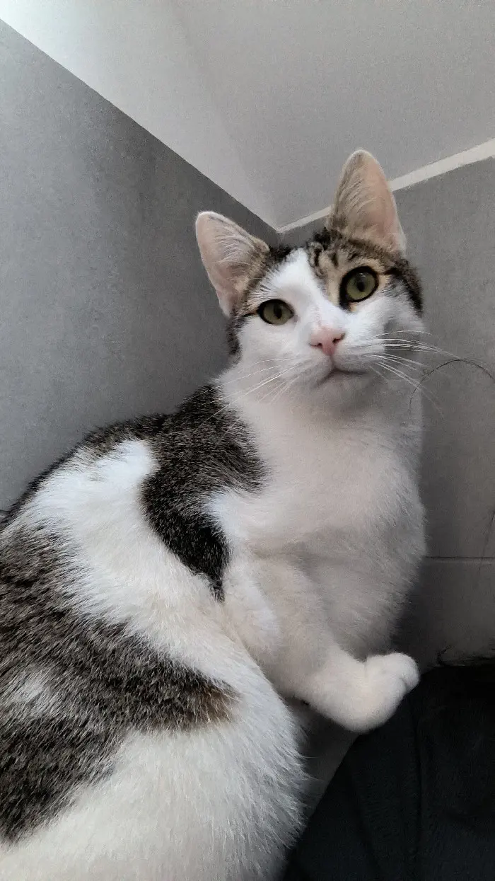 cat lost  Rue de Champgris 77320 Saint-Martin-des-Champs Ulko