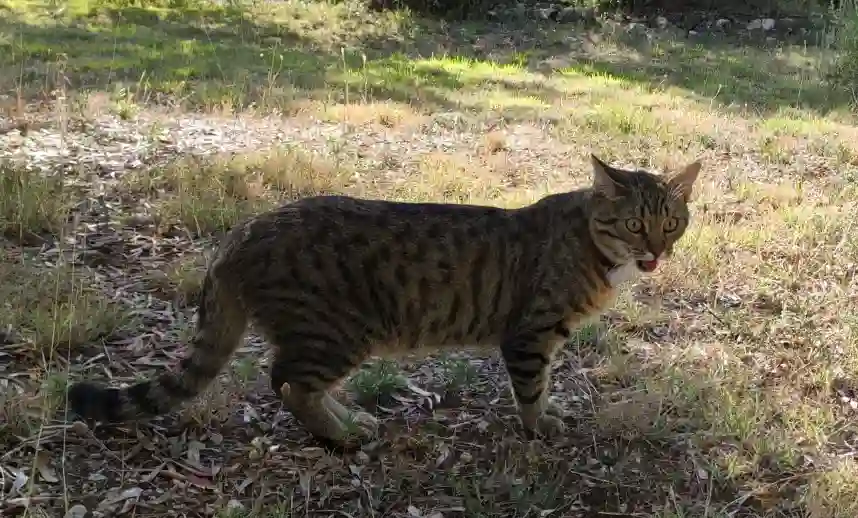 Chat Perdu 78 Yvelines - Crowley