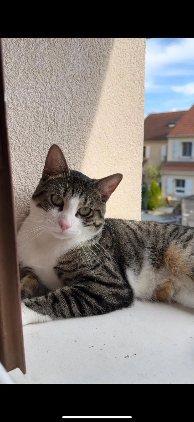 Chat Perdu 78 Yvelines - Gati