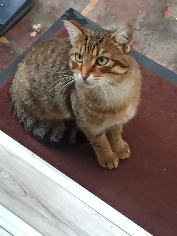 Chat Perdu 78 Yvelines - Loulou