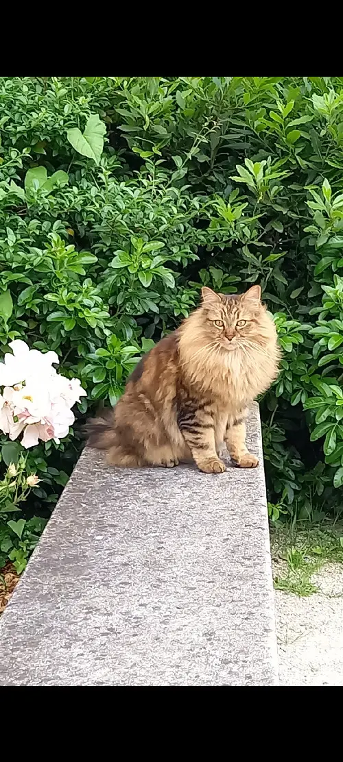 Chat Perdu 78 Yvelines - Oumi