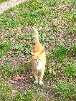 Chat Perdu 85 Vendée