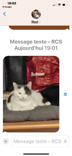 chat lost   89100 Saint-Clément Vigi