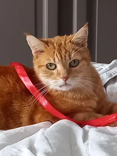 cat lost   91220 Brétigny-sur-Orge Aslan