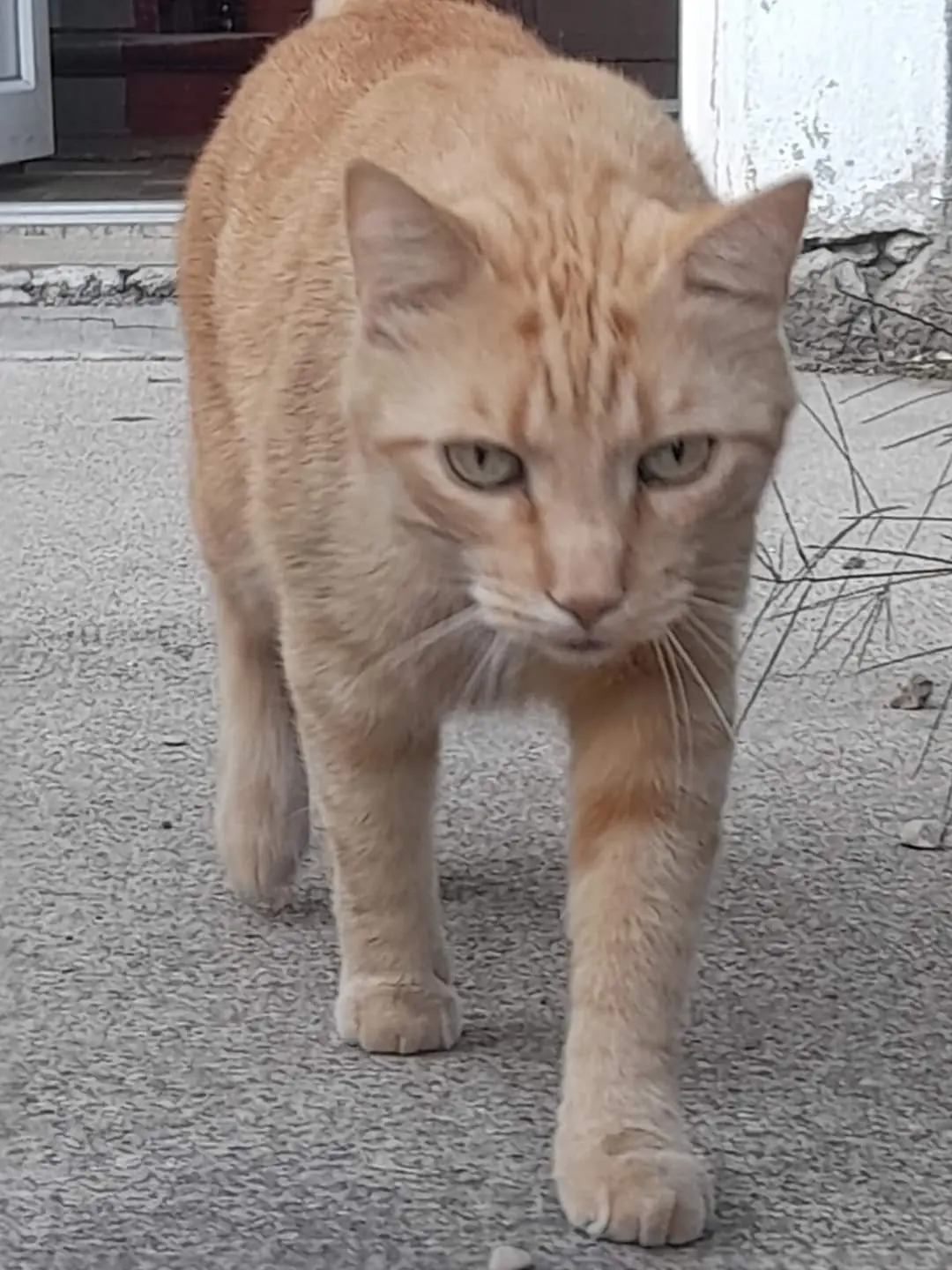 Chat Perdu 91 Essonne - Garfield