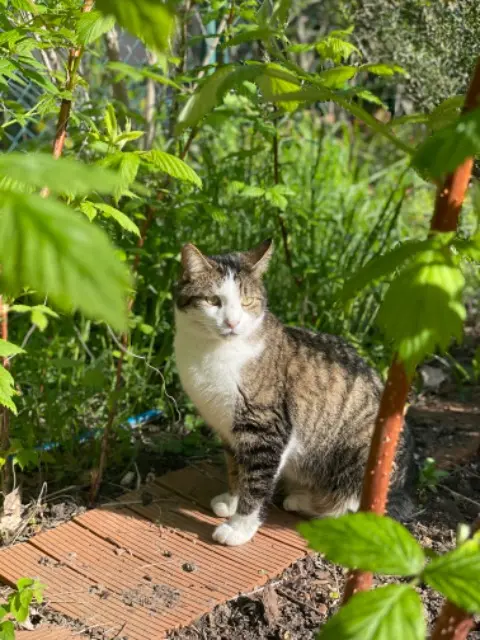 cat lost   91190 Gif-sur-Yvette Sinja