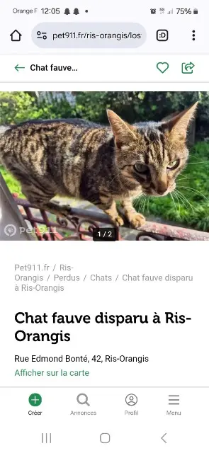 chat lost   91130 Ris-Orangis TOULOUSE