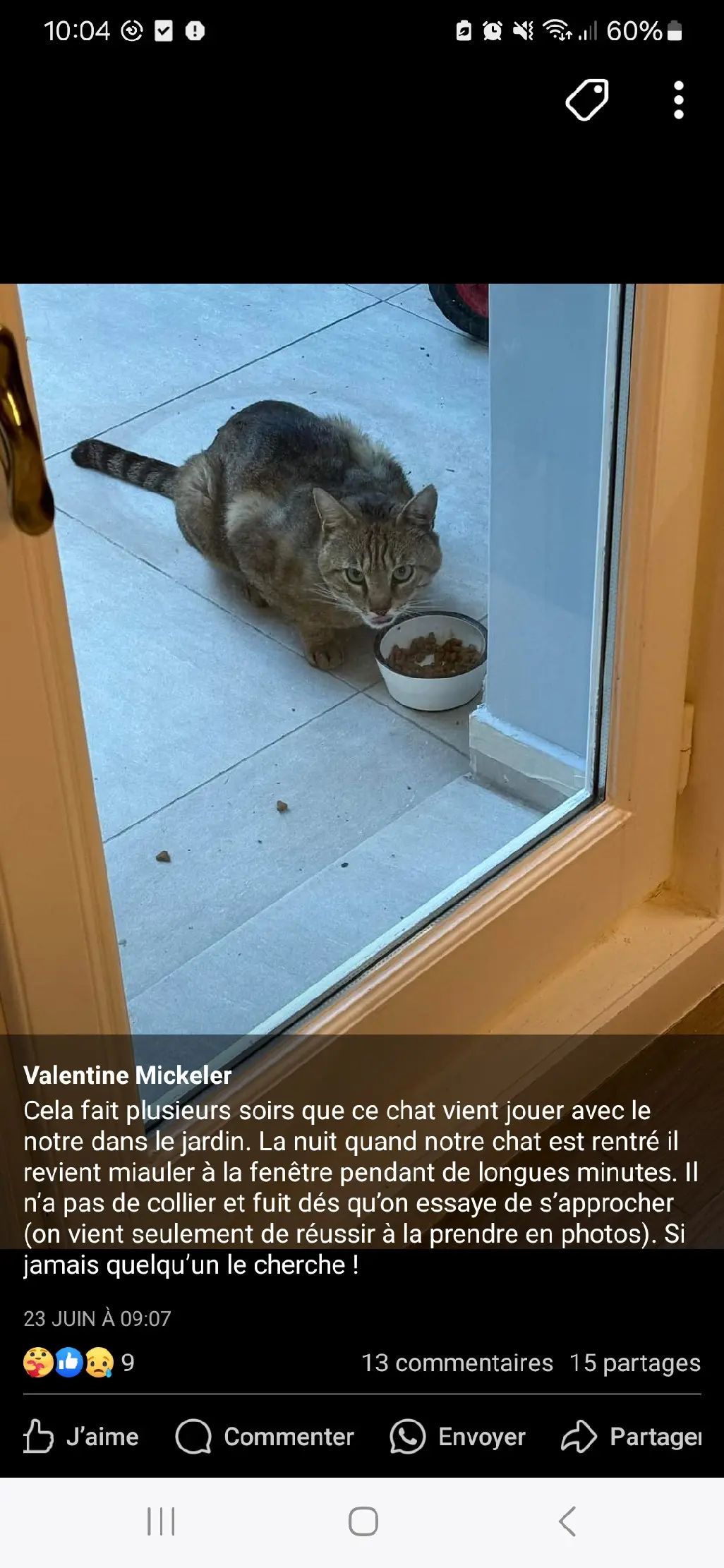 Chat Perdu 92 Hauts-de-Seine Boulogne-Billancourt - Milou