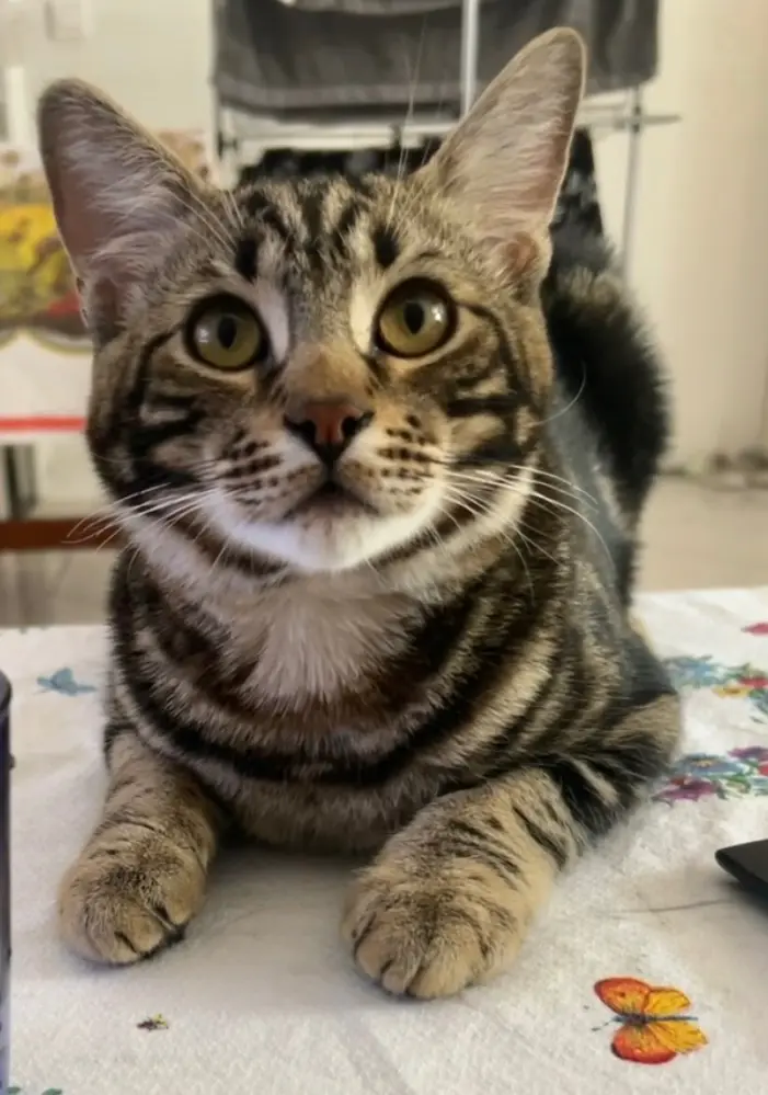 Chat Perdu 92 Hauts-de-Seine Boulogne-Billancourt - Wind