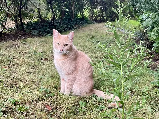 cat lost   92290 Châtenay-Malabry Filou