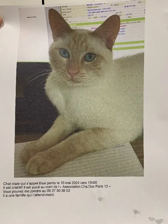 Chat Perdu 93 Seine-Saint-Denis - Blue