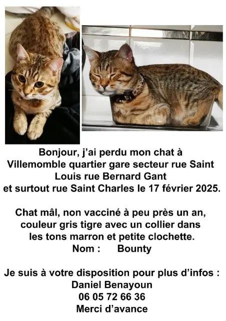 gatto lost   93250 Villemomble Bounty