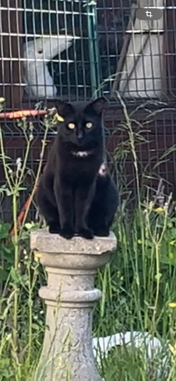 Chat Perdu 93 Seine-Saint-Denis - Mephisto