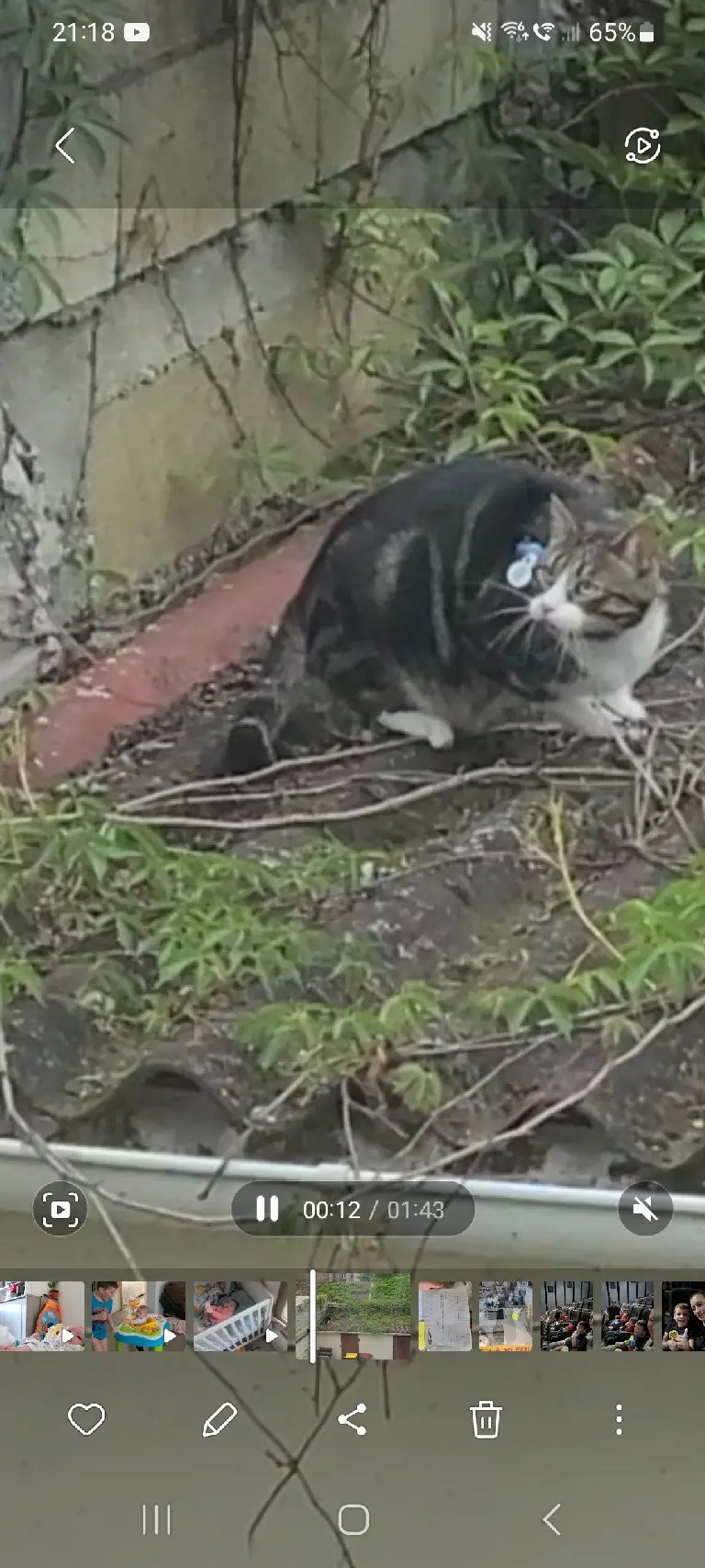 Chat Perdu 93 Seine-Saint-Denis - Minou