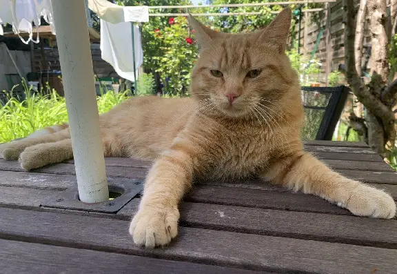 Chat Perdu 93 Seine-Saint-Denis - Simba