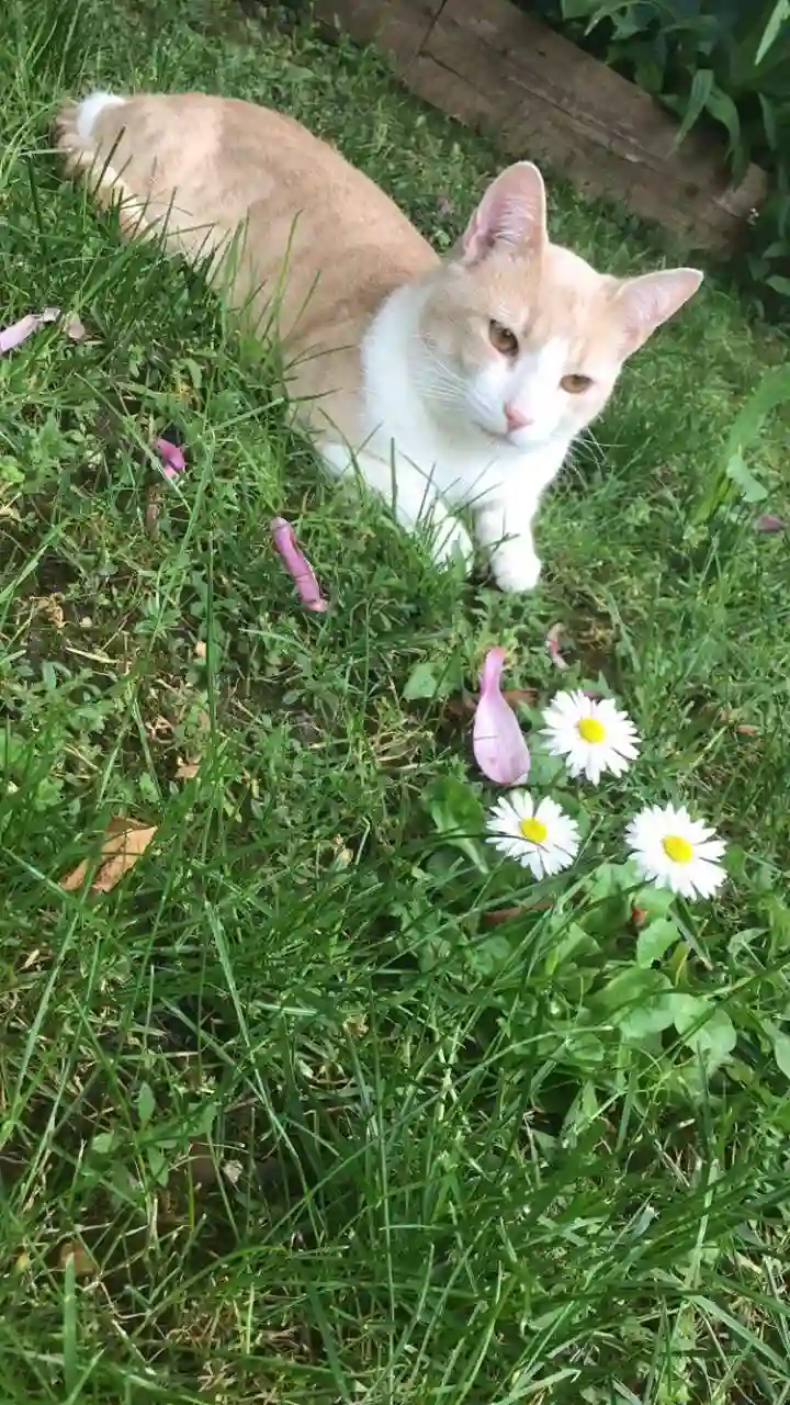 Chat Perdu 93 Seine-Saint-Denis - Taï