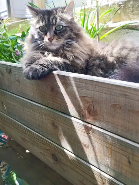 chat lost   94290 Villeneuve-le-Roi Garfield