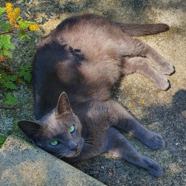 chat lost   94190 Villeneuve-Saint-Georges Saké