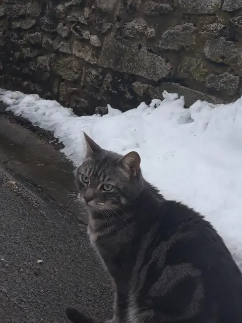 cat lost   95420 Cléry-en-Vexin Tigris