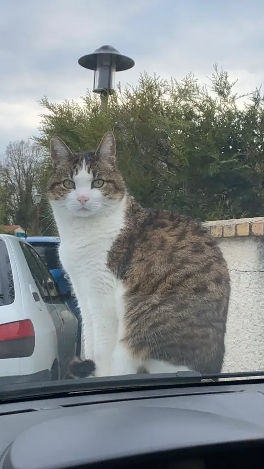 Chat Perdu 95 Val-d'Oise - Titiche