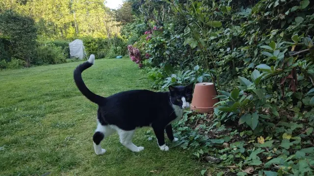 chat lost   1040 Etterbeek Galuchat