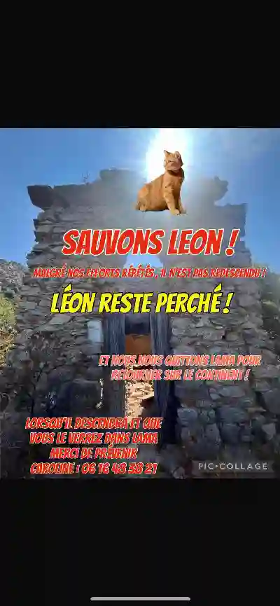 Chat Perdu - Léon