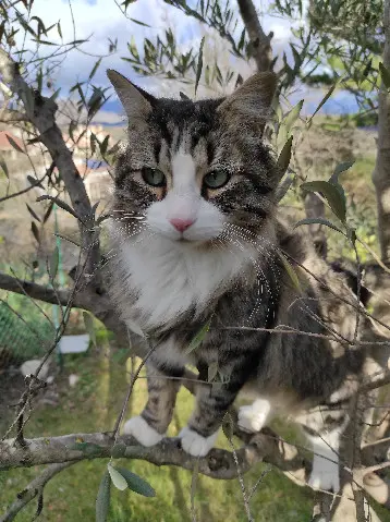 chat lost 2 Rue du Mitan 6211 Mellet Léon 