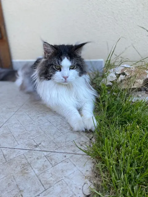 chat reunited   10500 Brienne-le-Château Robin