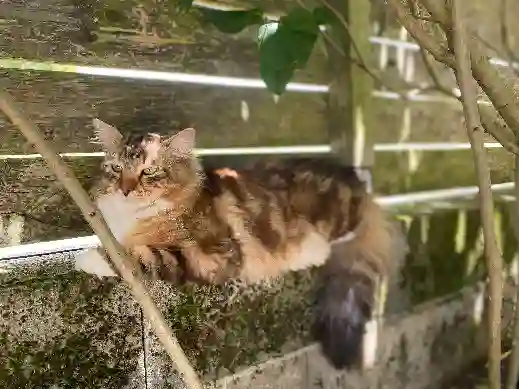 Chat Trouvé 16 Charente Yvrac-et-Malleyrand - Uno