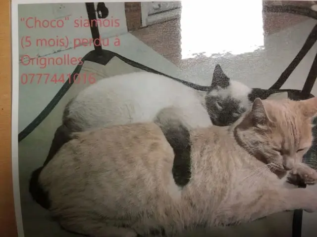 chat reunited   17210 Orignolles Choco