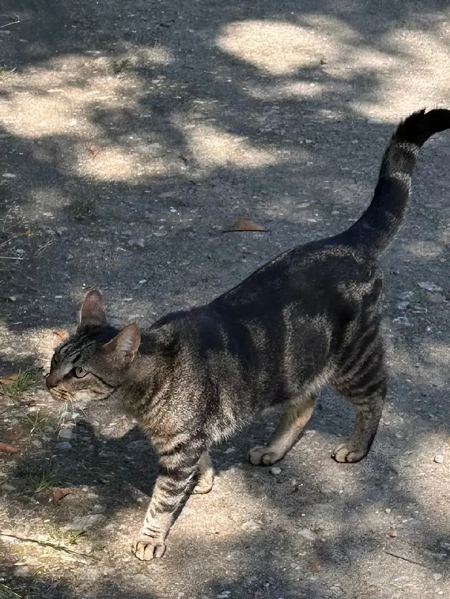 Chat Perdu 33 Gironde - Oggy