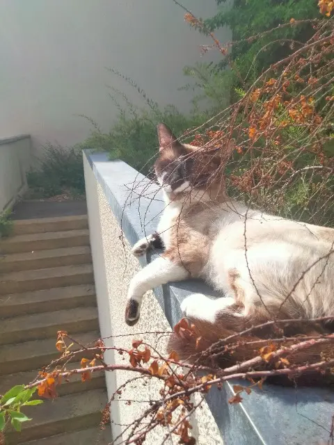 cat reunited    Rennes Tchou Tchou