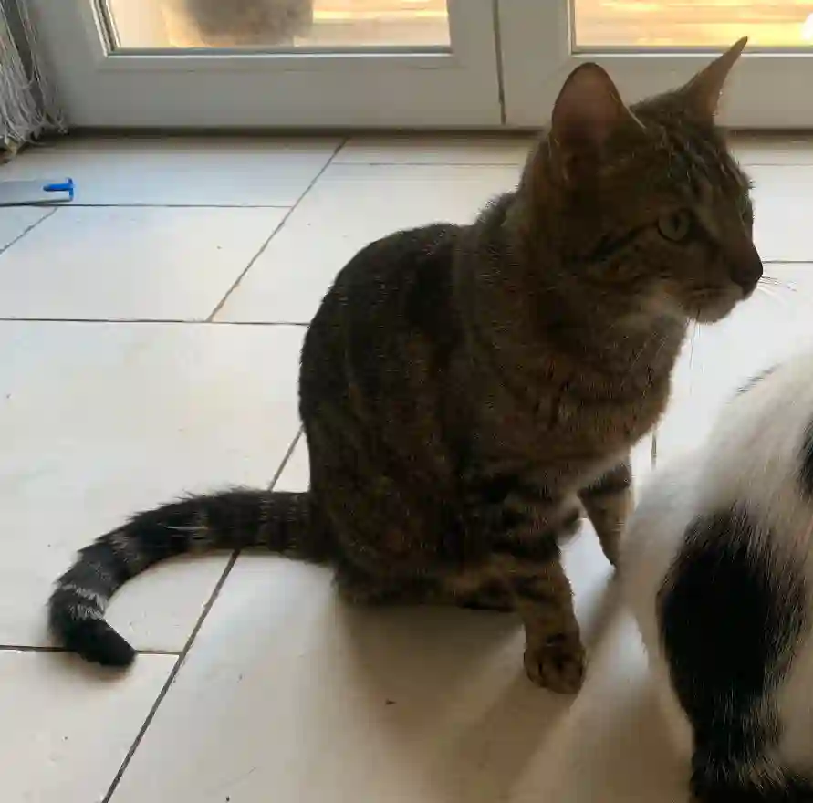 Chat Trouvé 35 Ille-et-Vilaine - Tango