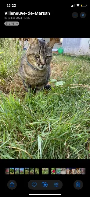 chat reunited   40190 Villeneuve-de-Marsan Coquin