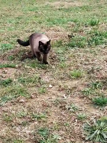 Chat Trouvé 40 Landes - Ouzo