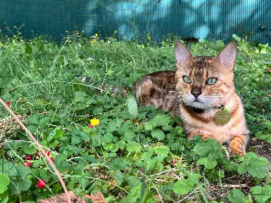 Chat Trouvé 45 Loiret