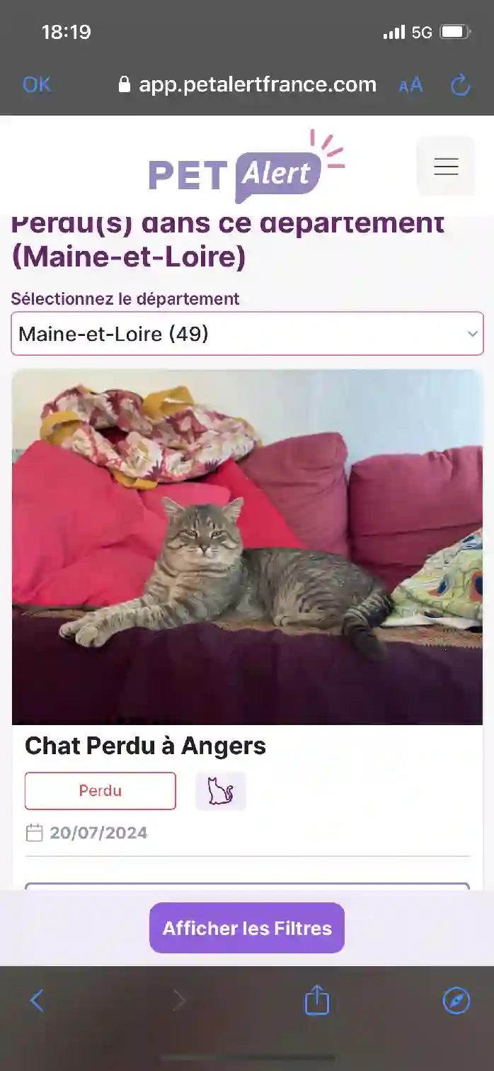 Chat Trouvé 49 Maine-et-Loire Angers - Chachoux